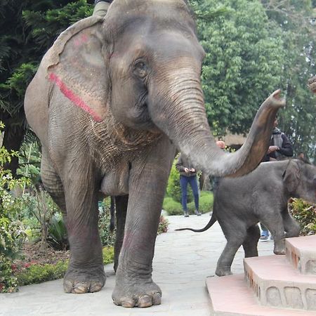 Hotel Sapana Village Lodge Chitwan Εξωτερικό φωτογραφία